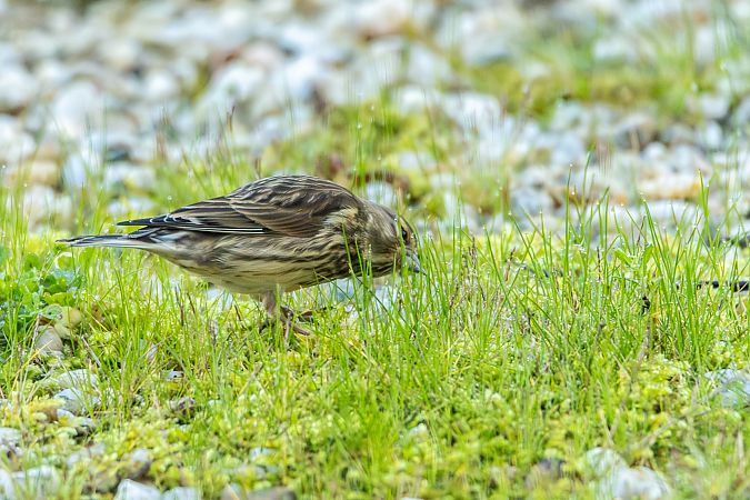 Linotte mélodieuse  - Isabelle Drouet