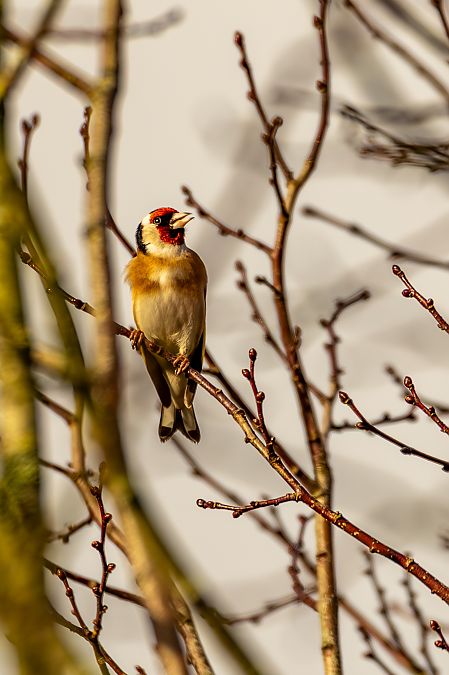Chardonneret élégant  - Isabelle Drouet