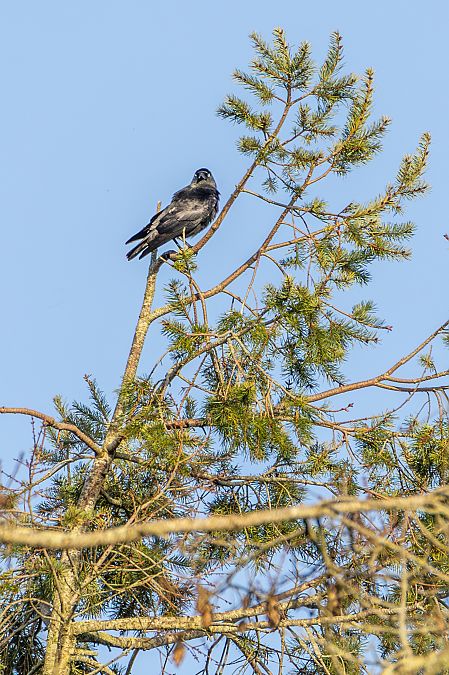 Choucas des tours  - Isabelle Drouet