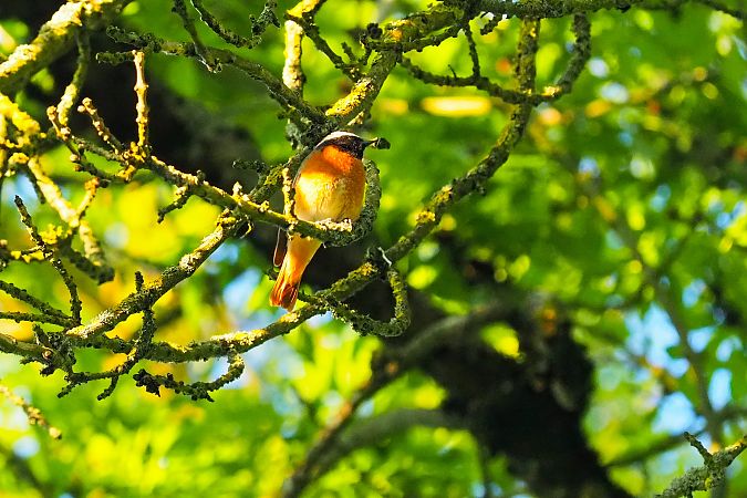 Rougequeue à front blanc 