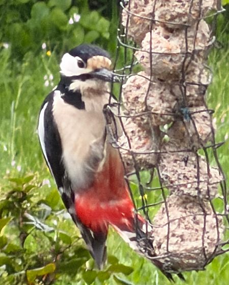 Pic épeiche  - Nicole Tournier