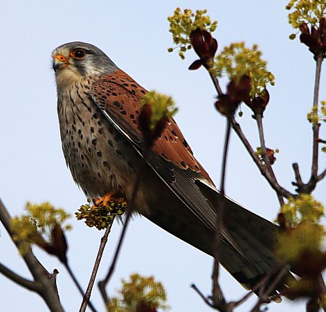 Faucon crécerelle  - Pierre & Carmen Noël / Pixner