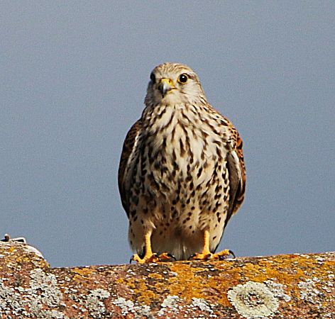 Faucon crécerelle  - Pierre & Carmen Noël / Pixner