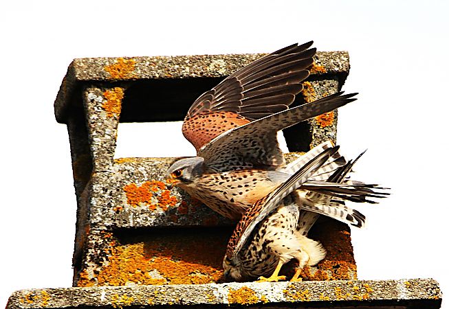 Faucon crécerelle  - Pierre & Carmen Noël / Pixner