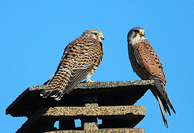 Faucon crécerelle  - Pierre & Carmen Noël / Pixner