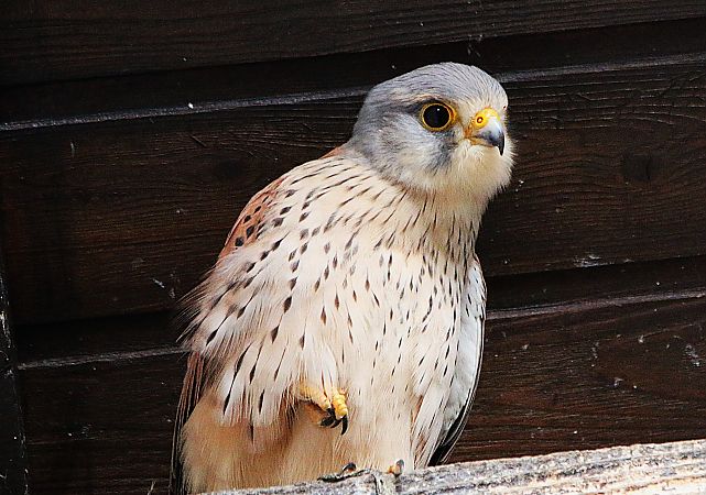 Faucon crécerelle  - Pierre & Carmen Noël / Pixner