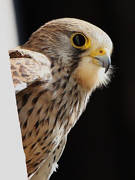 Faucon crécerelle  - Pierre & Carmen Noël / Pixner