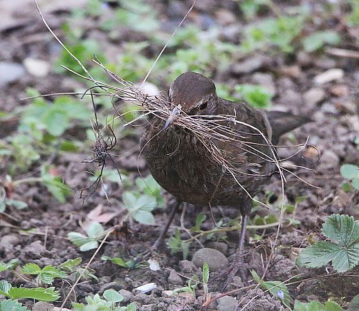Merle noir  - Pierre & Carmen Noël / Pixner