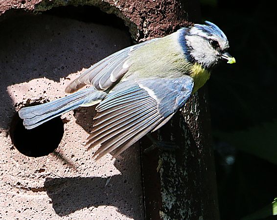 Mésange bleue  - Pierre & Carmen Noël / Pixner