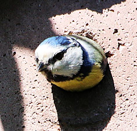 Mésange bleue  - Pierre & Carmen Noël / Pixner