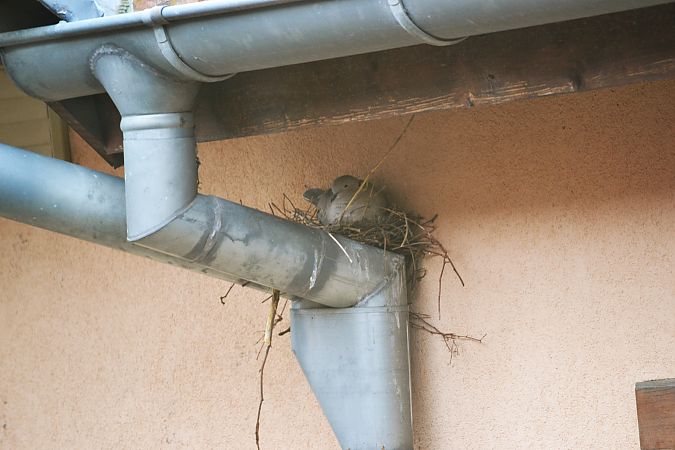 Tourterelle turque  - [fondateur] Comprendre Le Vivant