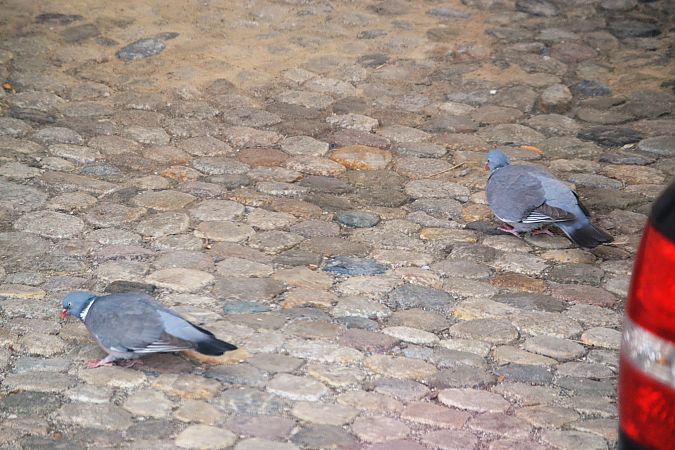 Pigeon ramier  - [fondateur] Comprendre Le Vivant