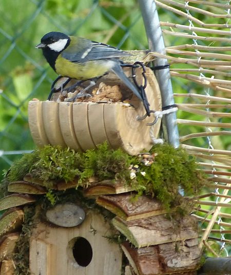 Mésange charbonnière 