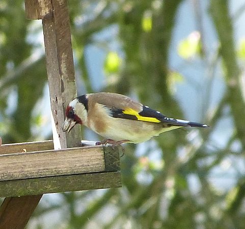 Chardonneret élégant 