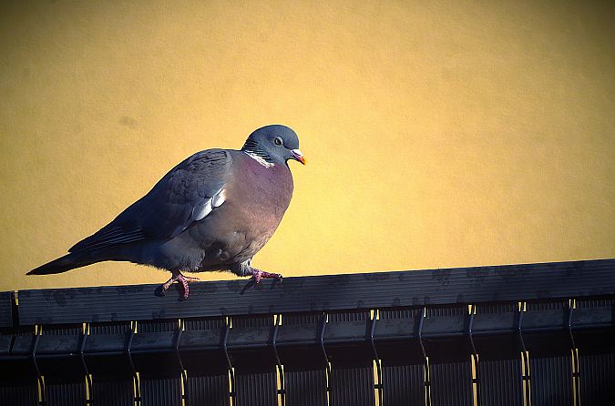 Pigeon ramier  - Lya Grd