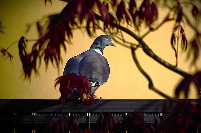 Pigeon ramier  - Lya Grd