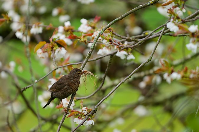 Merle noir  - Nathalie Malbrunot