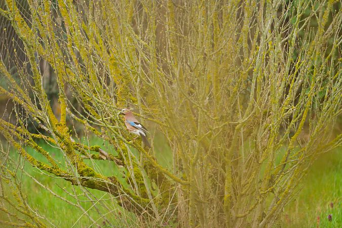 Geai des chênes  - Nathalie Malbrunot