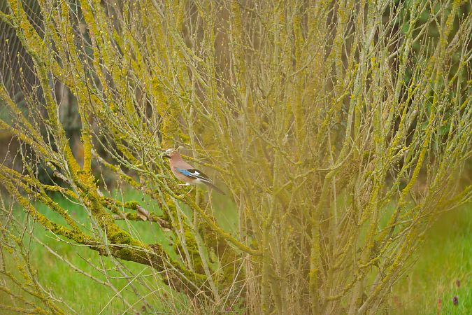 Geai des chênes  - Nathalie Malbrunot