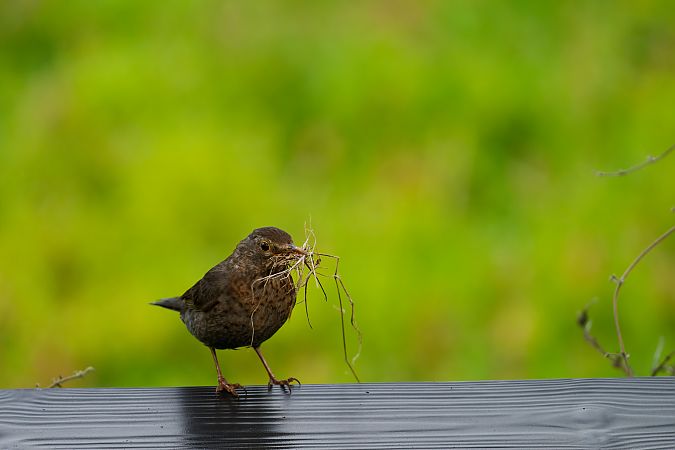 Merle noir  - Nathalie Malbrunot