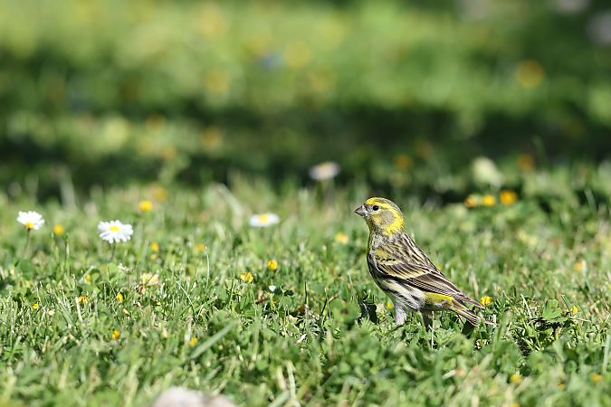Serin cini  - Jean-Raymond Dupuy