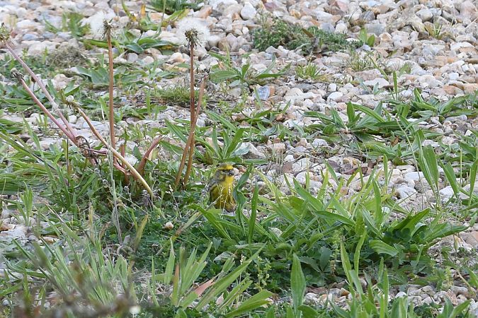 Serin cini  - Sandrine Berthault