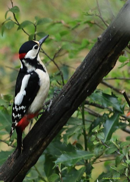 Pic épeiche  - Bruno Foulard