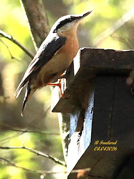 Sittelle torchepot  - Bruno Foulard