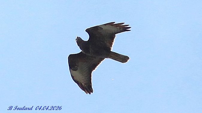 Buse variable  - Bruno Foulard
