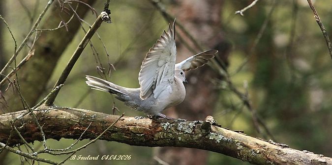 Tourterelle turque  - Bruno Foulard