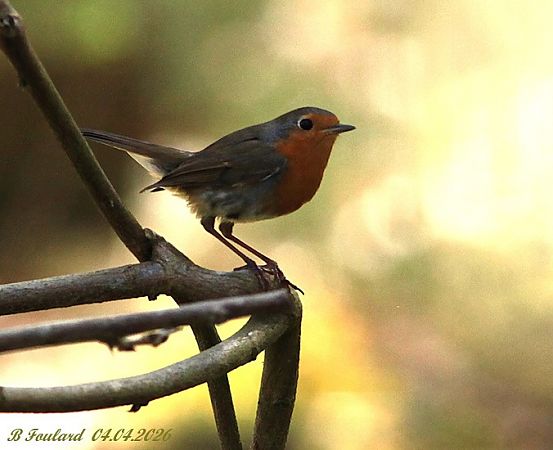 Rougegorge familier  - Bruno Foulard