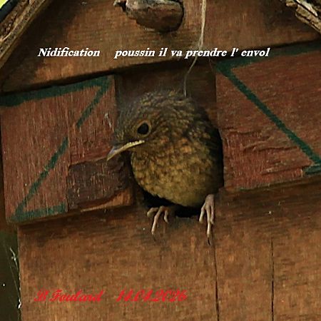 Rougegorge familier  - Bruno Foulard