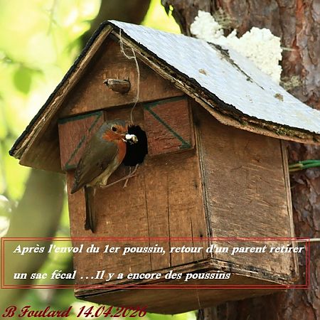 Rougegorge familier  - Bruno Foulard