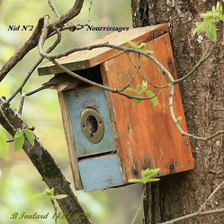 Rougegorge familier  - Bruno Foulard