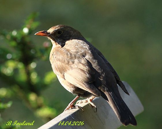 Merle noir  - Bruno Foulard