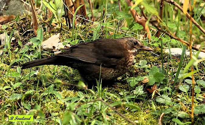 Merle noir  - Bruno Foulard