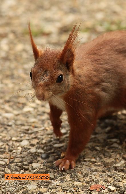 Ecureuil roux  - Bruno Foulard