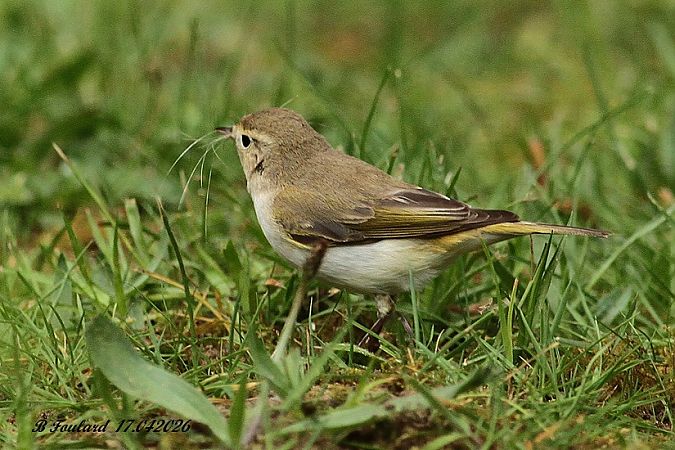 Pouillot de Bonelli  - Bruno Foulard