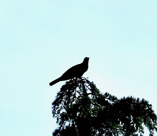 Coucou gris  - Christian Jourdan