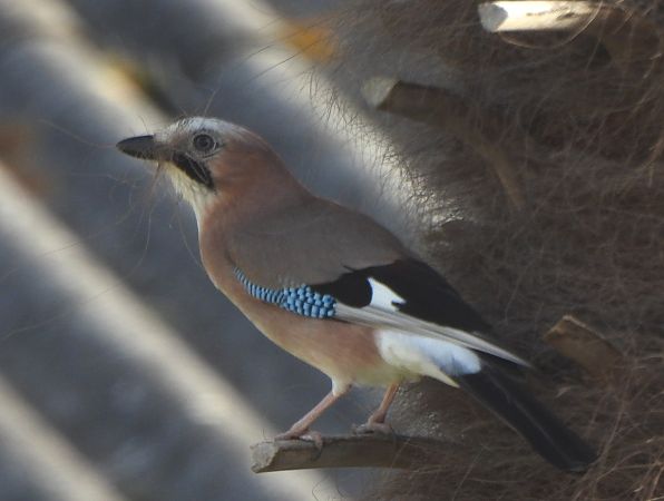 Geai des chênes  - Decreus Patrick (bret. Viv.)