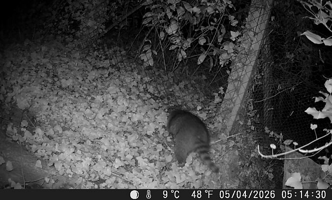 Raton laveur  - Yves Marchand