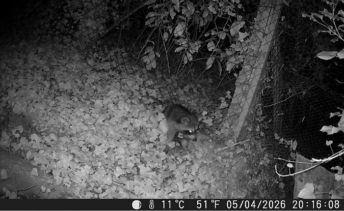 Raton laveur  - Yves Marchand