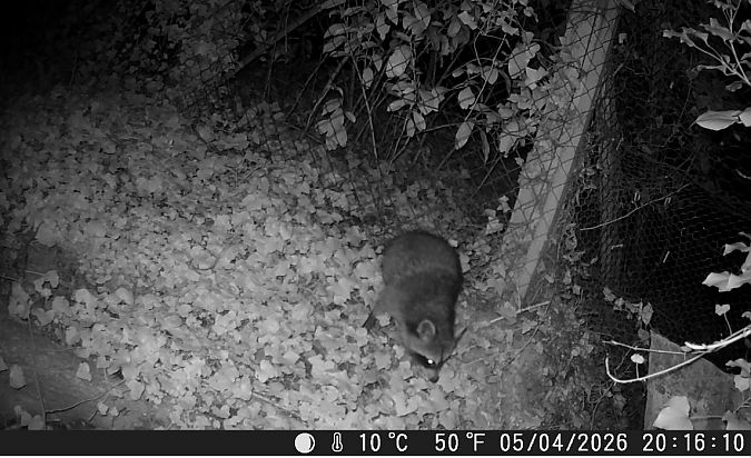 Raton laveur  - Yves Marchand