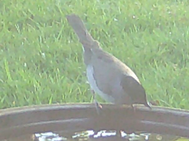 Fauvette à tête noire  - Jean Remiosz