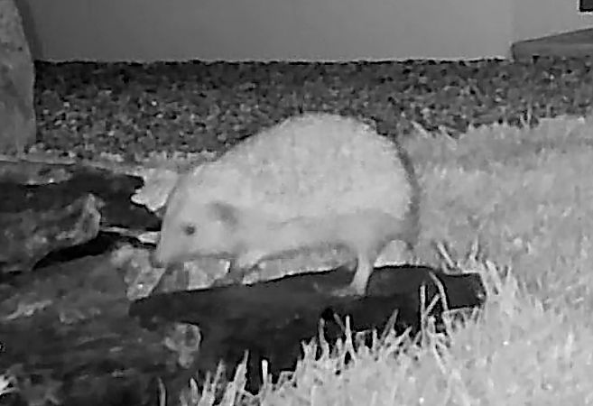 Hérisson d'Europe  - Bruno Charpentier