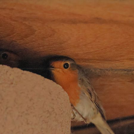 Rougegorge familier  - Patrice Lambert