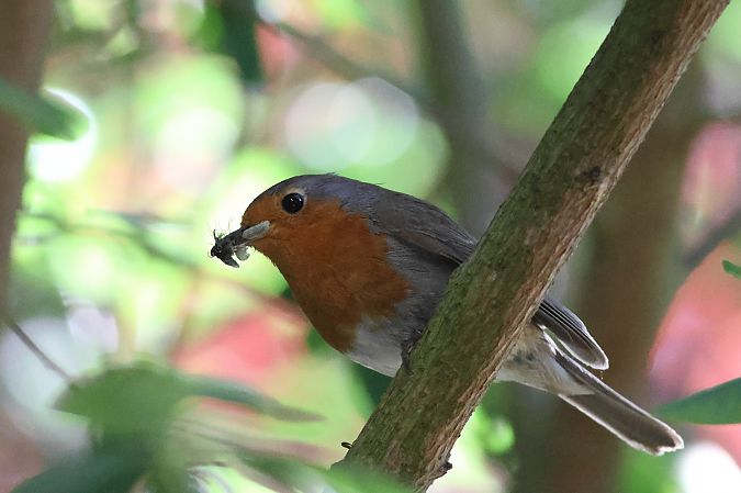 Rougegorge familier  - Patrice Lambert
