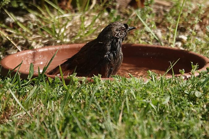 Accenteur mouchet  - Jean-Jacques Laffitte