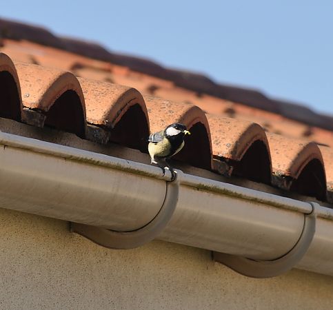 Mésange charbonnière  - Francoise Bremaud