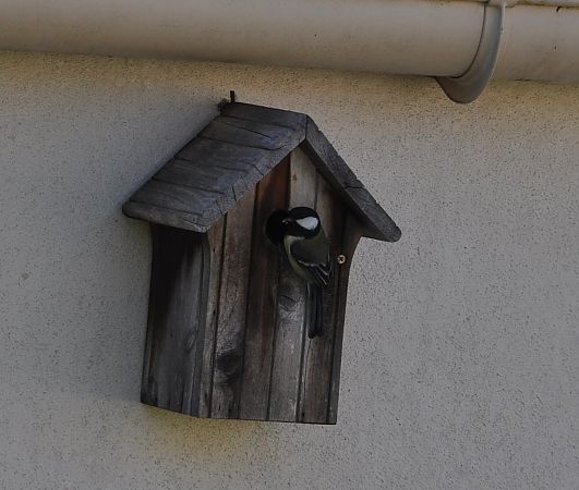 Mésange charbonnière  - Francoise Bremaud